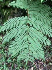 Alsophila loheri