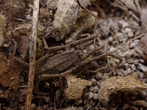 Trogulus coriziformis
