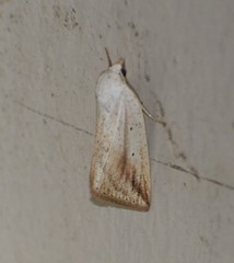 Amolita obliqua
