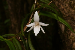 Angraecum implicatum