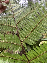 Alsophila loheri