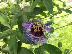 Passiflora amethystina × caerulea