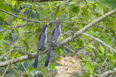 Ocyceros gingalensis