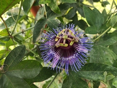 Passiflora amethystina × caerulea
