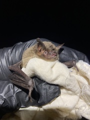 Myotis grisescens
