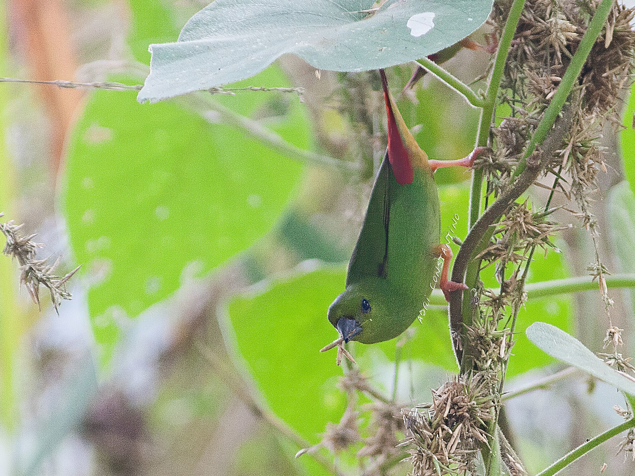 Green-faced Parrotfinch illustration