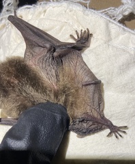 Myotis grisescens