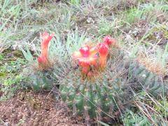 Matucana aurantiaca