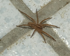 Centroctenus brevipes