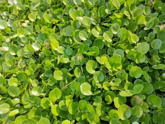 Caldesia parnassifolia