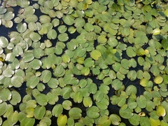 Caldesia parnassifolia