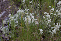 Teucrium polium