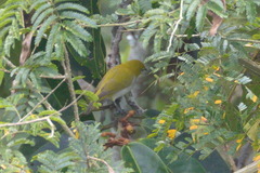 Zosterops ceylonensis