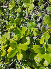 Coprosma repens