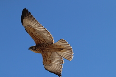 Geranoaetus polyosoma polyosoma