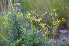 Ruta angustifolia