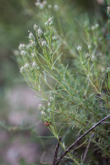 Plantago sempervirens