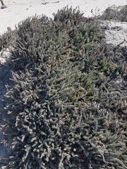 Chenolea diffusa