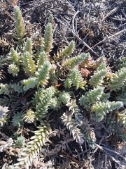 Chenolea diffusa
