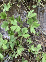 Ranunculus granatensis