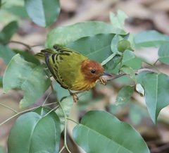 Setophaga petechia aequatorialis
