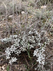 Sideritis glacialis