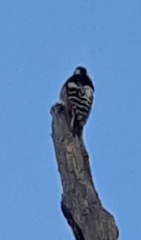 Dendrocopos leucotos