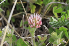 Trifolium incarnatum molinerii