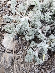 Artemisia vallesiaca
