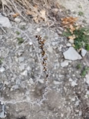 Artemisia vallesiaca