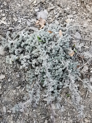 Artemisia vallesiaca