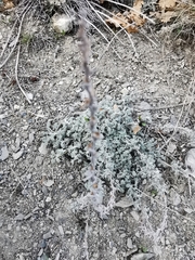Artemisia vallesiaca