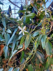Clematis terniflora