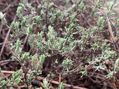 Thymus orospedanus