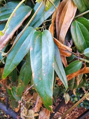 Clematis terniflora