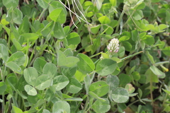 Trifolium incarnatum molinerii