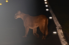 Puma concolor couguar