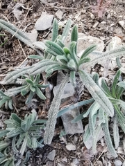 Onosma pseudoarenaria