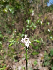 Silene longicilia