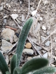 Onosma pseudoarenaria