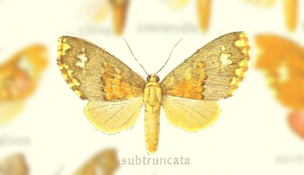 Echeta subtruncata