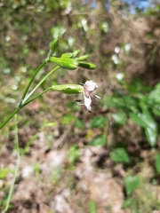 Silene longicilia