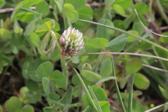 Trifolium incarnatum molinerii