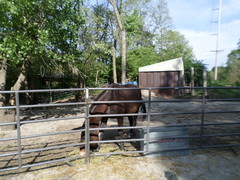 Equus asinus × caballus