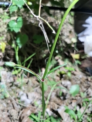 Silene longicilia