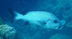 Plectorhinchus pica