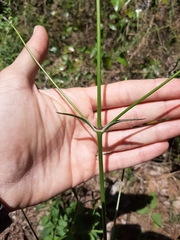 Silene longicilia