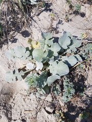 Arctotheca populifolia
