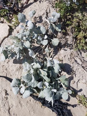 Arctotheca populifolia