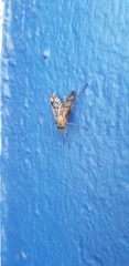 Rhagio atlanticus
